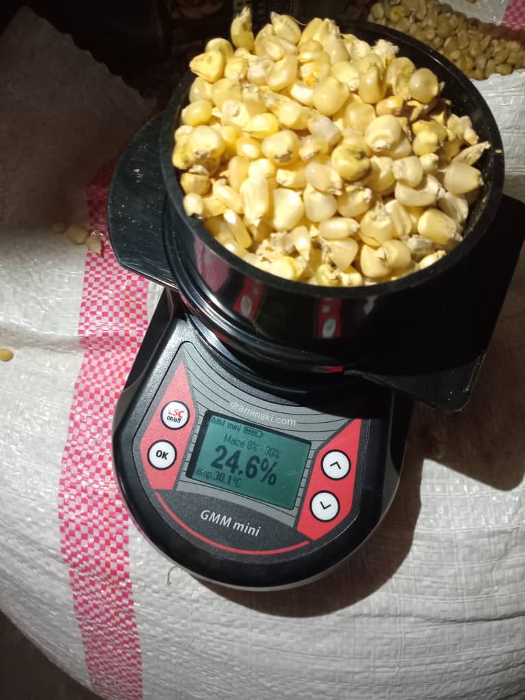 Moisture — Maize